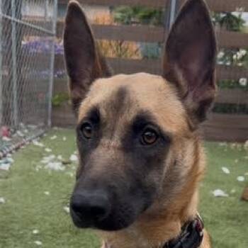 Rescue Yellow Labrador Retriever and White German Shepherd Dogs for Adoption in San Diego, California - Scout | PetCurious