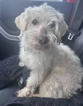 Maltese and Poodle Dogs Available for Adoption in Tyler Hill, Pennsylvania - Princess Charlotte  | PetCurious