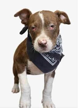 American Bulldog Dogs Available for Adoption in Panama City, Florida - Scooter | PetCurious