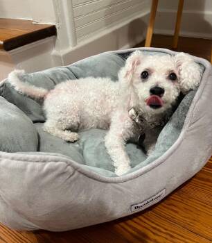 Boudreaux (In Foster) -  Poodle Dog Available for Adoption in Elmwood, Louisiana - Boudreaux (In Foster) | PetCurious