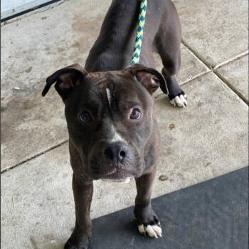 Rescue American Staffordshire Terrier and Pit Bull Terrier Dogs for Adoption in Baltimore, Maryland - Tank | PetCurious