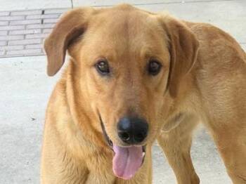 Mixed Breed Dogs Available for Adoption in Georgetown, Texas - Marley | PetCurious