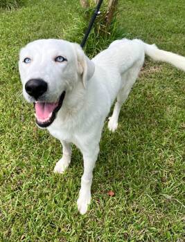 Peggy 3 -  Yellow Labrador Retriever Dog for Adoption in Killingworth, Connecticut - Peggy 3 | PetCurious
