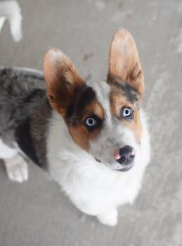 Corgi Dogs Available for Adoption in Pontiac, Michigan - Rico | PetCurious