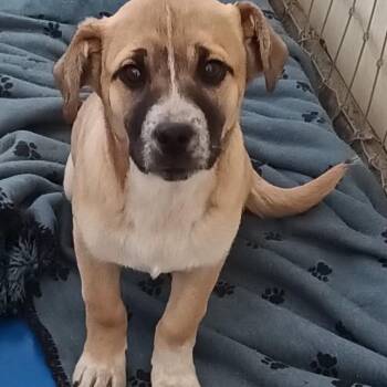 Shepherd and Mixed Breed Dogs Available for Adoption - Nico | PetCurious