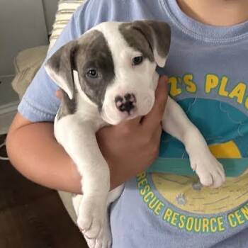 Joel -  American Staffordshire Terrier and Pit Bull Terrier Dog for Adoption in Midlothian, Virginia - Joel | PetCurious
