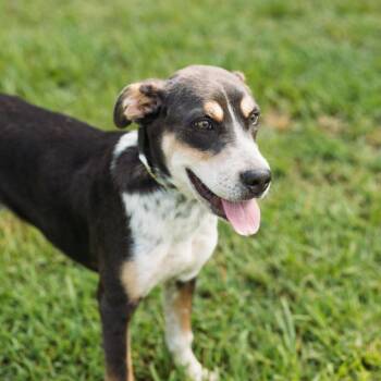 Cornwall -  Mixed Breed Dog for Adoption in Morristown, Vermont - Cornwall | PetCurious