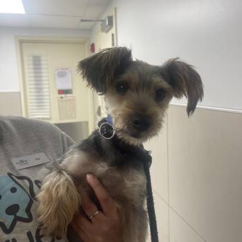 Rocket -  Yorkshire Terrier Dog for Adoption in Chicago, Illinois - Rocket | PetCurious