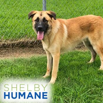 Yeddy -  Mixed Breed Dog for Adoption in Columbiana, Alabama - Yeddy | PetCurious
