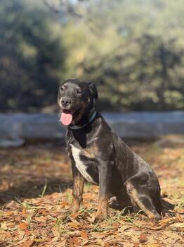 Golden Retriever and Australian Cattle Dog Blue Heeler Dogs Available for Adoption - Sammy Kershaw | PetCurious
