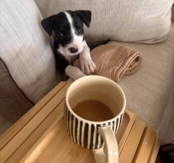 Junie -  American Staffordshire Terrier and Pit Bull Terrier Dog for Adoption in Clovis, New Mexico - Junie | PetCurious
