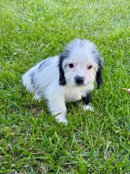 Joey -  Shih Tzu and Yorkshire Terrier Dog for Adoption in Iron Ridge, Wisconsin - Joey | PetCurious