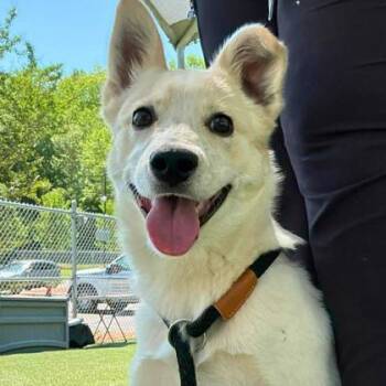 Mixed Breed Dogs Available for Adoption in Gastonia, North Carolina - King Kon | PetCurious