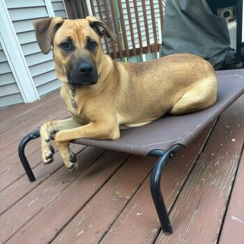 CT Tyson (Home in Columbia CT) -  Boxer and Shepherd Dog for Adoption in Stormville, New York - CT Tyson (Home In Columbia CT) | PetCurious