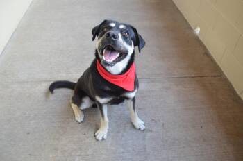 Shepherd Dogs Available for Adoption - Homer | PetCurious