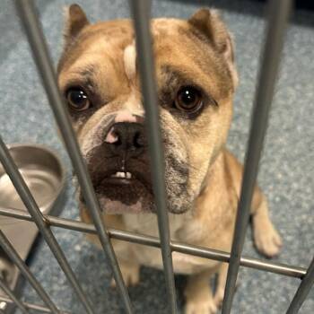 OMEGA -  English Bulldog Dog for Adoption in Greensboro, North Carolina - OMEGA | PetCurious