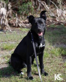 Black Labrador Retriever and Australian Kelpie Dogs Available for Adoption - Spork | PetCurious