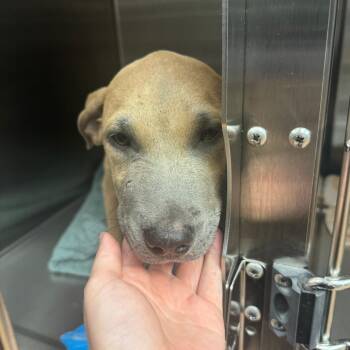 Dirt -  Mixed Breed Dog for Adoption in Columbus, Georgia - Dirt | PetCurious