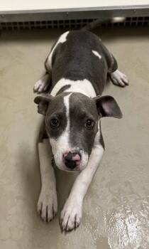 Donya -  Pit Bull Terrier Dog for Adoption in Sparta, North Carolina - Donya | PetCurious