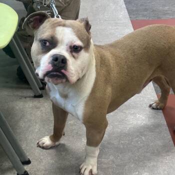 Mixed Breed Dogs Available for Adoption in Philadelphia, Pennsylvania - Rascal Flatts | PetCurious