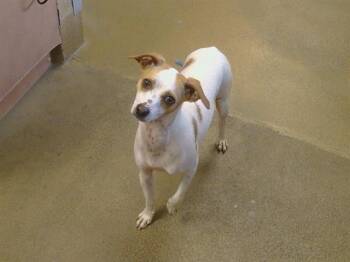 Chihuahua and Mixed Breed Dogs Available for Adoption in Sacramento, California - BENNY | PetCurious