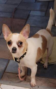 Nacho -  Chihuahua Dog for Adoption in Dublin, Ohio - Nacho | PetCurious