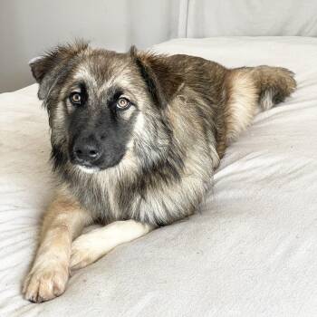 Golden Retriever and German Shepherd Dog Dogs Available for Adoption in Burlington, North Carolina - Amazing Rupert | PetCurious