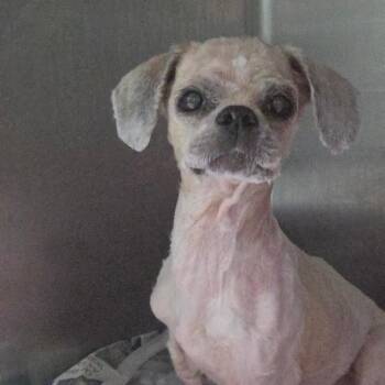 Fizzgig -  Shih Tzu Dog for Adoption in Lakeland, Florida - Fizzgig | PetCurious