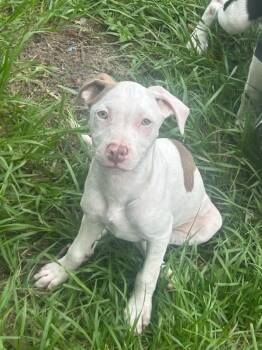 Mocha -  Pit Bull Terrier Dog for Adoption in Panama City, Florida - Mocha | PetCurious