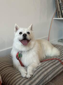Cairn Terrier and Jindo Dogs Available for Adoption in West Hollywood, California - Sally | PetCurious