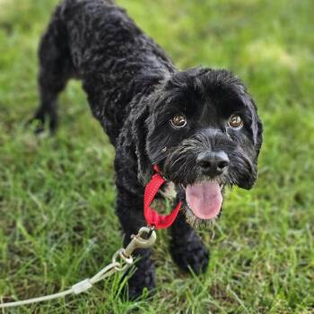 Hank Springfield -  Cavapoo Dog for Adoption in Shiloh, Illinois - Hank Springfield | PetCurious
