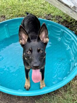 German Shepherd Dog Dogs Available for Adoption in San Leon, Texas - Aberdeen | PetCurious
