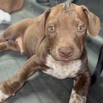 Mixed Breed Dogs Available for Adoption in Columbiana, Alabama - Slash | PetCurious