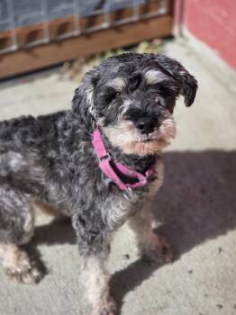 Fuller -  Miniature Schnauzer Dog for Adoption in Port Angeles, Washington - Fuller | PetCurious