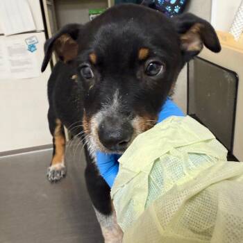 Mixed Breed Dogs Available for Adoption in Pekin, Illinois - Dodger | PetCurious