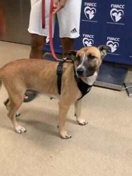 Rescue Mixed Breed Dogs for Adoption in Fort Worth, Texas - DAISY | PetCurious