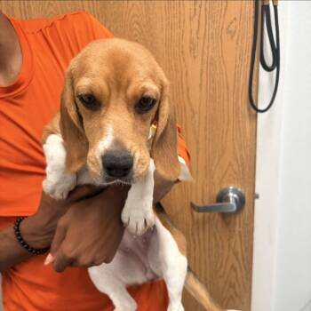 Hera 0135 -  Beagle Dog for Adoption in Loxahatchee Groves, Florida - Hera 0135 | PetCurious