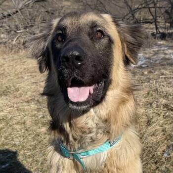 Anatolian Shepherd Dogs Available for Adoption - Rufus | PetCurious