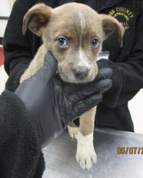Pit Bull Terrier Dogs Available for Adoption in Marietta, Georgia - May(315) | PetCurious