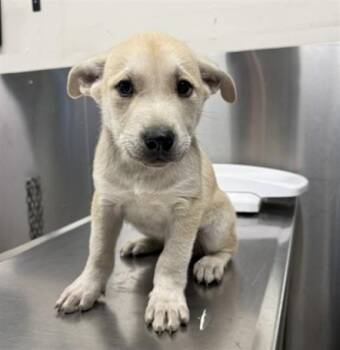 MICKEY -  Labrador Retriever and Husky Dog for Adoption in Fairbanks, Alaska - MICKEY | PetCurious