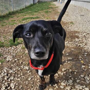 Dachshund Dogs Available for Adoption in Dover, New Hampshire - Digiorno | PetCurious