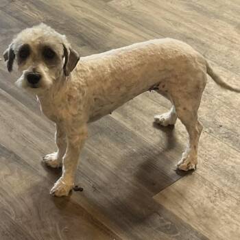Maltese and Mixed Breed Dogs Available for Adoption in Las Vegas, Nevada - Cerelia | PetCurious