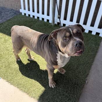 A611037 -  American Bulldog Dog Available for Adoption in Modesto, California - A611037 | PetCurious