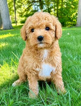Teddy -  Maltese and Miniature Poodle Dog for Adoption in New Baltimore, Michigan - Teddy | PetCurious
