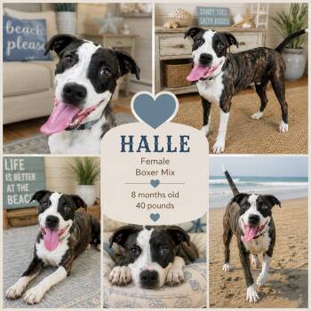 Halle (Berry) -  Boxer and Cattle Dog Dog for Adoption in Jackson, Tennessee - Halle (Berry) | PetCurious