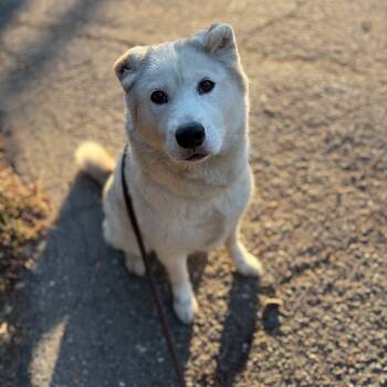 Rescue Siberian Husky Dogs for Adoption in Goleta, California - Maya | PetCurious