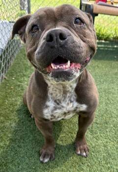 Mixed Breed Dogs Available for Adoption in Columbia, South Carolina - VIRGINIA | PetCurious