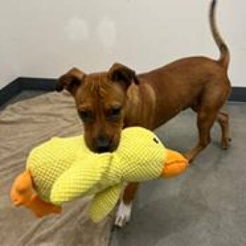 Beefaroni -  Hound and Mixed Breed Dog for Adoption in Tampa, Florida - Beefaroni | PetCurious