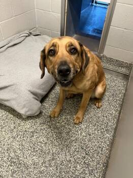 Golden Retriever and German Shepherd Dog Dogs Available for Adoption - Peesa | PetCurious