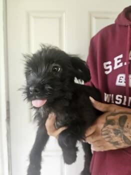 Puppies - Fizz -  Terrier Dog for Adoption in Longview, Washington - Puppies - Fizz | PetCurious